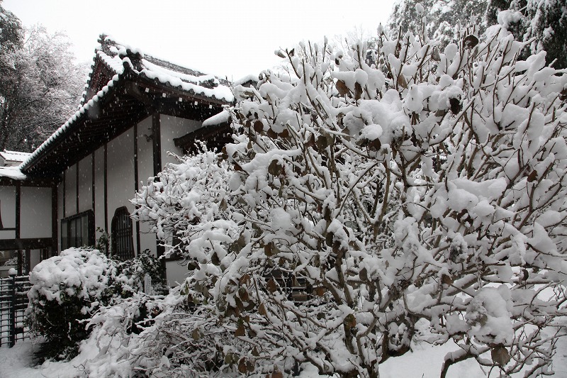 国分寺2
