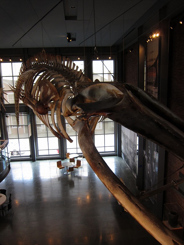 NBWhale4