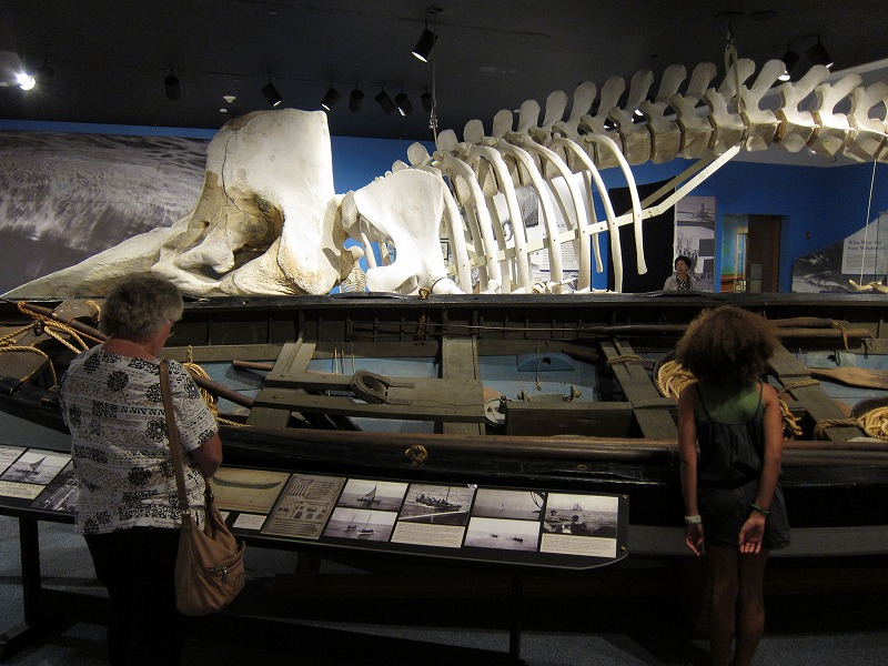 nbwhale3