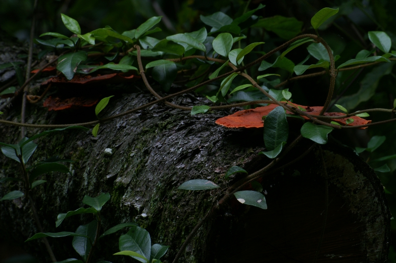 PICT0206.jpg