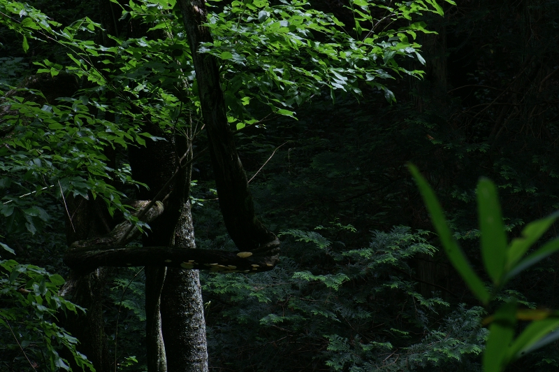PICT0362.jpg