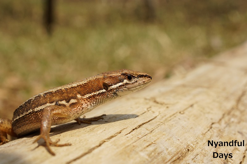 ニホンカナヘビ Takydromus tachydromoides