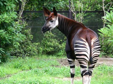 okapi.jpg