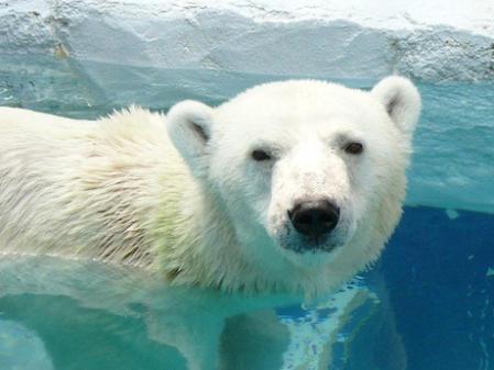 shirokuma.jpg