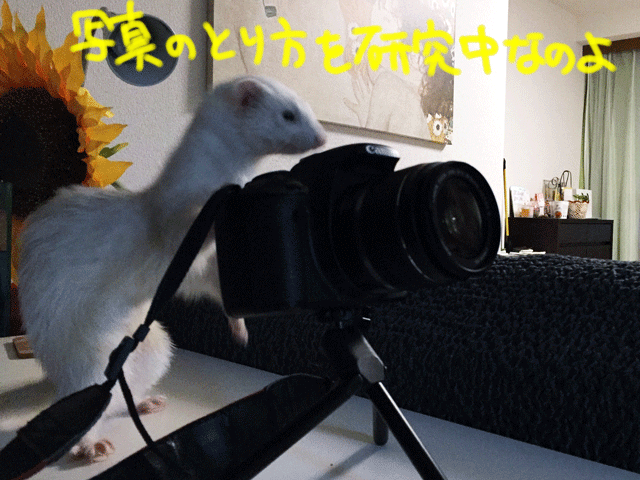 141009b.gif