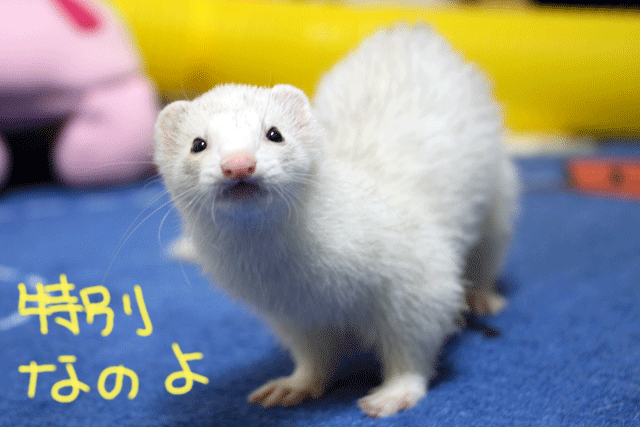 141017b.gif