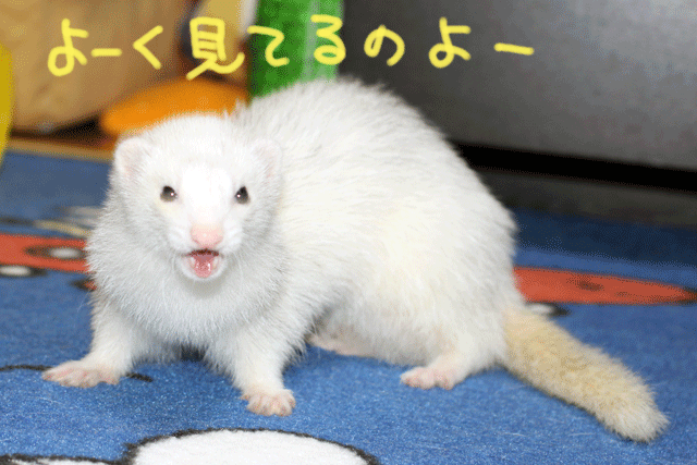 141017c.gif