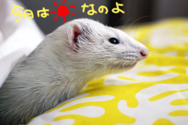 141018b.gif