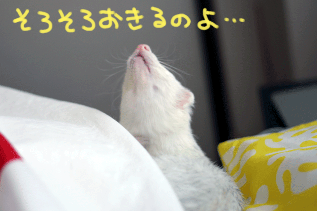 141018c.gif