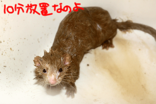 141019c.gif