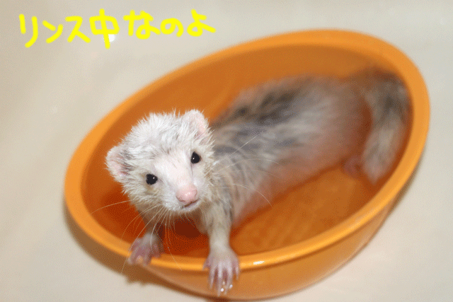 141019e.gif