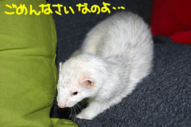 141020a.gif