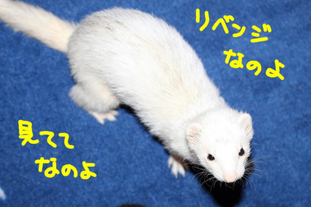 141022d.gif
