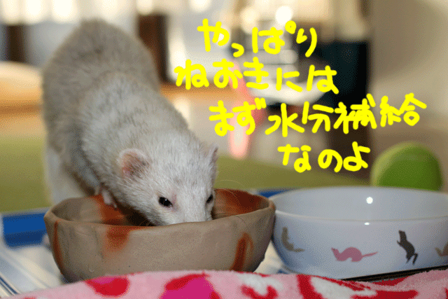 141025c.gif
