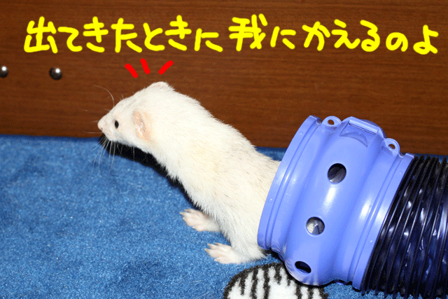 141026d.gif