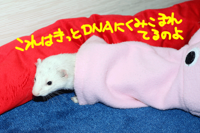 141026f.gif