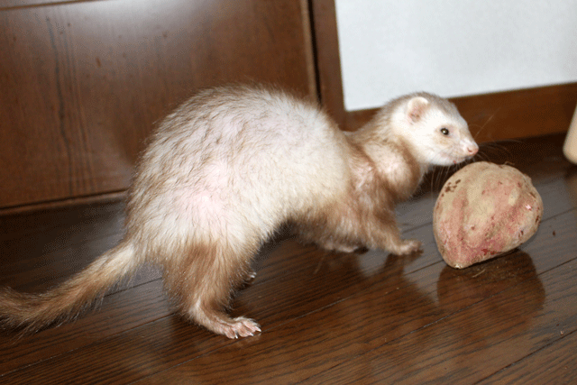 141101b.gif