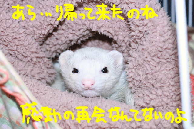 141103a.gif