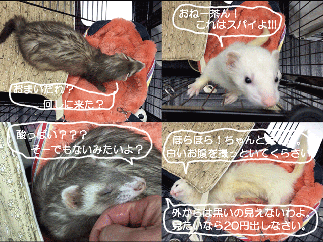 141103b.gif