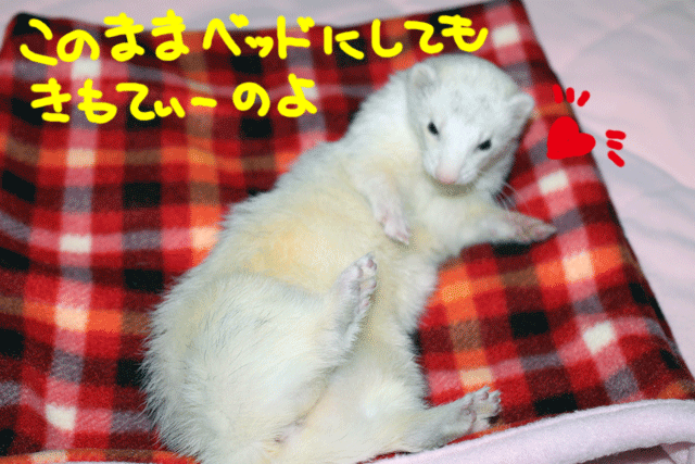 141103d.gif