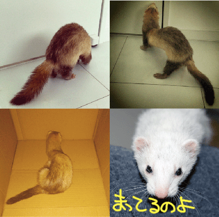 141104p.gif
