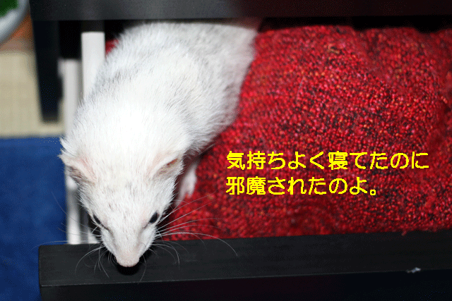 141105c.gif