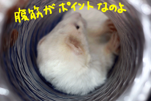 141109b.gif