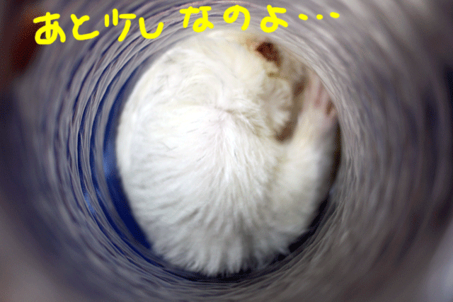 141109c.gif