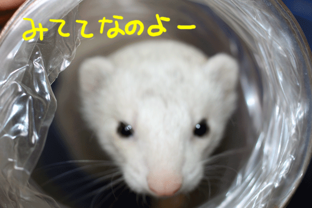 141109e.gif