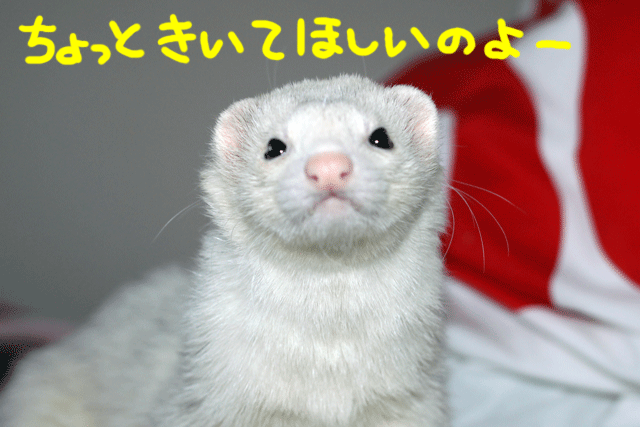141110a.gif
