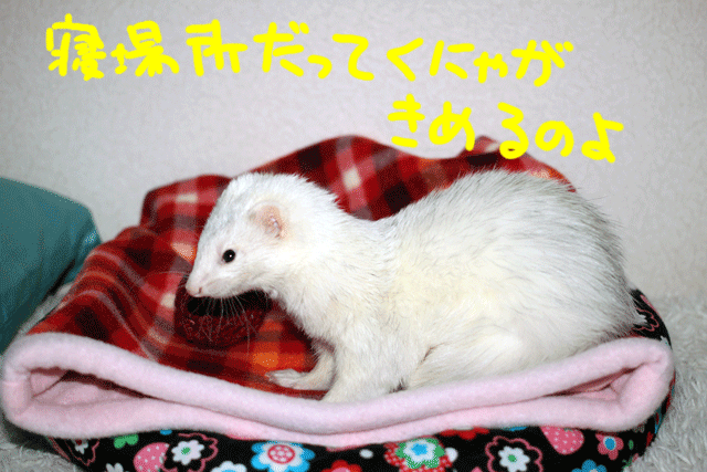 141111d.gif