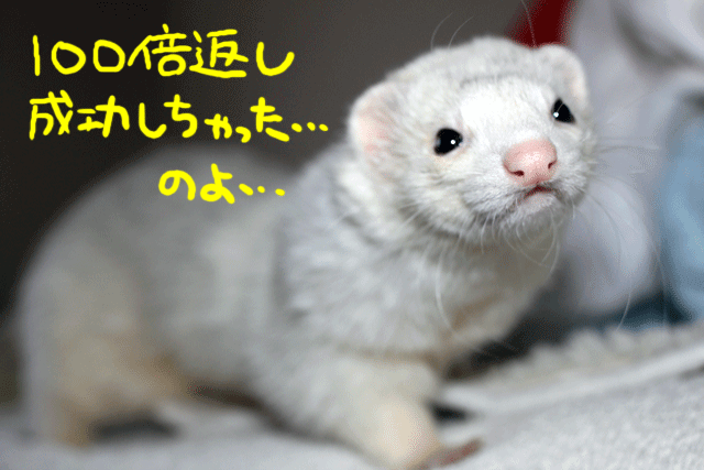 141112a.gif
