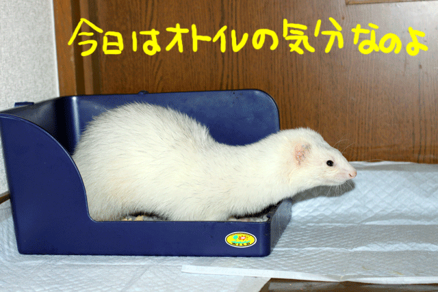 141112b.gif