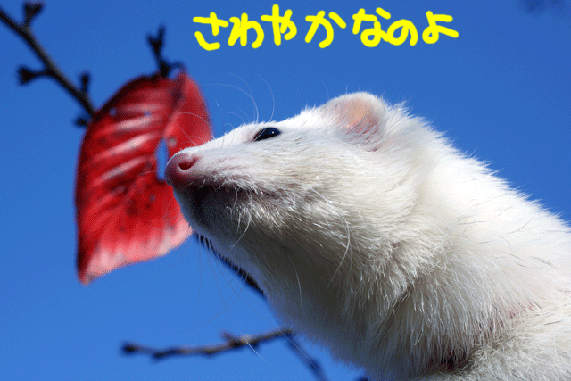 141115a.gif