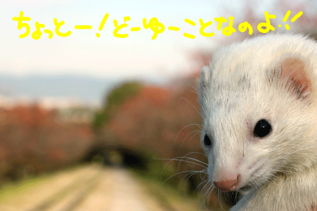 141115b.gif