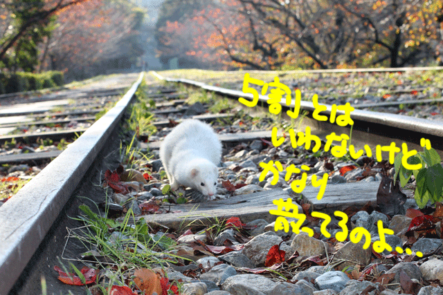141115c.gif