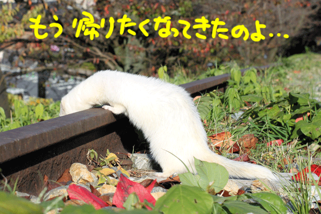141115d.gif
