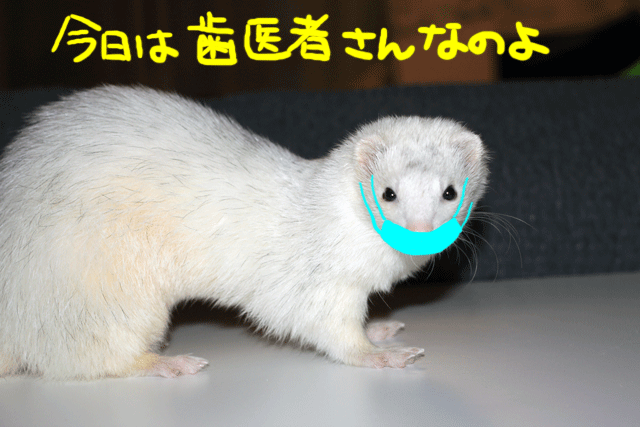 141128a.gif
