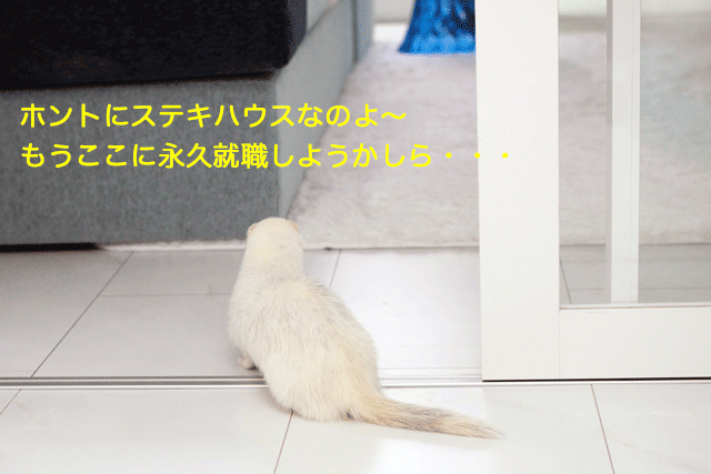 141130a.gif