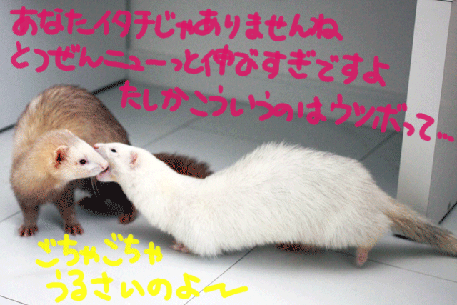 141202b.gif