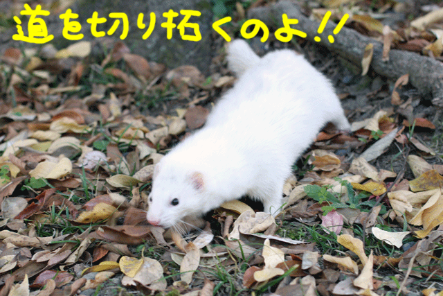 141202f.gif