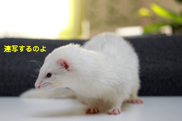 141203a.gif