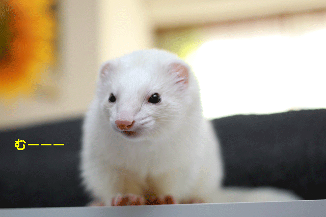 141203b.gif