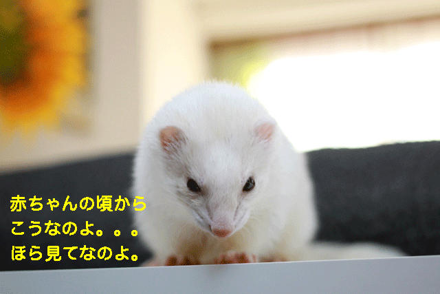 141203e.gif
