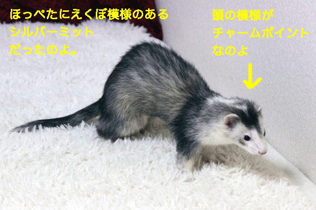 141203f.gif