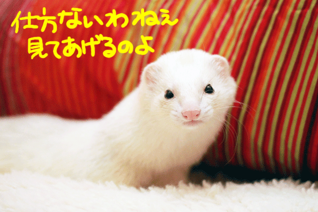 141204a.gif