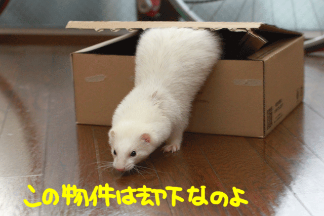 141204c.gif