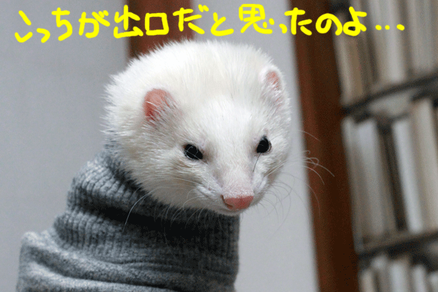 141207b.gif