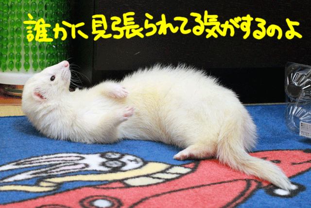 141209a.gif
