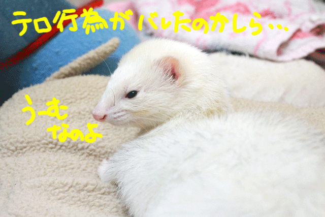 141209e.gif